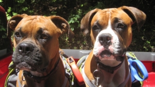 Two dogs